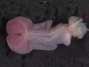 Media type: image;   Herpetology R-151949 Aspect: sulcate